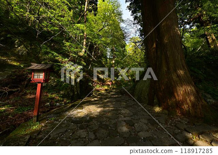 鮮綠的大神山神社 118917285