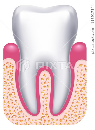 Healthy tooth illustration. Dental anatomy. Medical illustration Healthy tooth illustration. Dental anatomy. Medical illustration 118917544