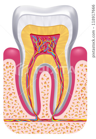 Tooth anatomy. Dental structure. Educational medical illustration 118917666