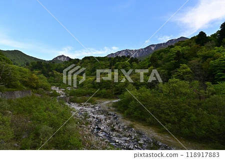 Oyama of the fresh green 118917883