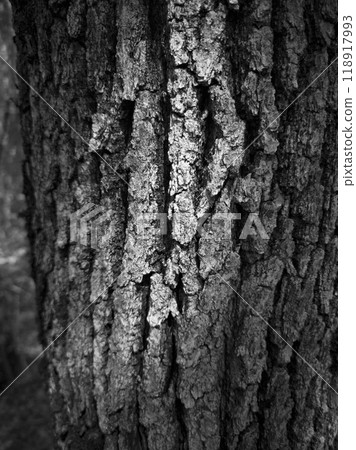 Structure bark texture. Structure bark texture. 118917993