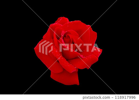 blooming red rose blooming red rose 118917996