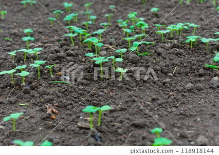 Komatsuna leaves 118918144