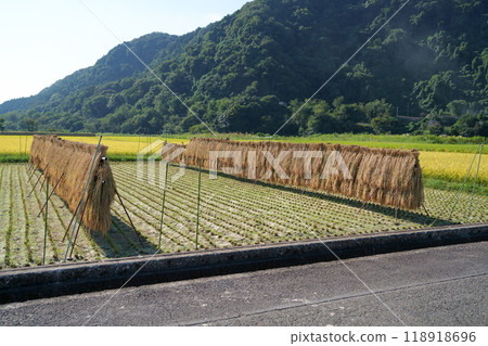 Rag of rice Rag of rice 118918696