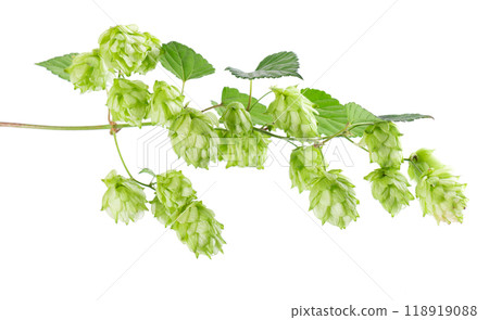 Fresh green hops branch, isolated on a white background. Hop cones with leaf. Organic Hop Flowers. Clipping path. Fresh green hops branch, isolated on a white background. Hop cones with leaf. Organic Hop Flowers. Clipping path. 118919088