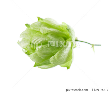 Fresh green hop isolated on white background. Organic Hop Flower. Clipping path. 118919097