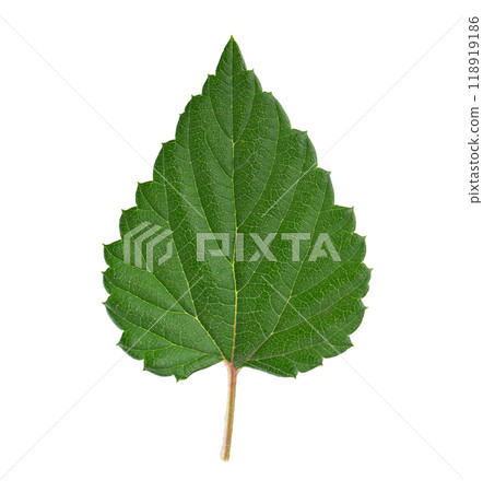 Fresh green hop leaf isolated on a white background. Clipping path. 118919186