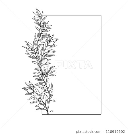 Olive rectangular, square vertical Frame. Hand drawn Olive Branches and Fruits. Hand drawn vector illustration For Logos, Wedding Invitations, Save the date and greeting cards. Olive rectangular, square vertical Frame. Hand drawn Olive Branches and Fruits. Hand drawn vector illustration For Logos, Wedding Invitations, Save the date and greeting cards. 118919602
