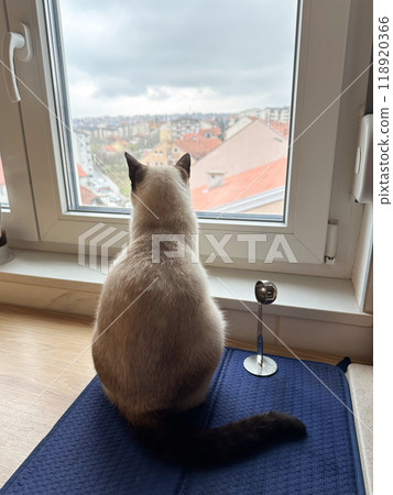 Siamese cat sits on a windowsill, gazing out at cityscape beyond the glass. Scene captures a moment of quiet contemplation as the feline observes world outside. Siamese cat sits on a windowsill, gazing out at cityscape beyond the glass. Scene captures a moment of quiet contemplation as the feline observes world outside. 118920366