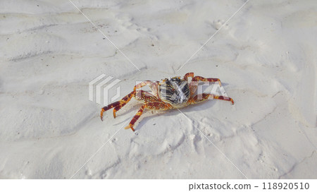 Beautiful colorful crab on a sandy beach 118920510