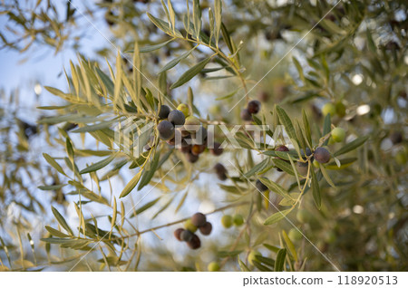 Black and green olives growing on an olive tree 118920513