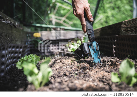 Closeup view of female hand gardening 118920514