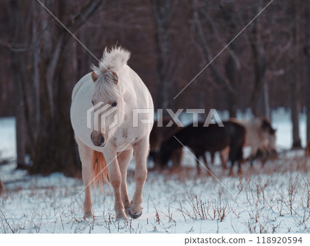 北海道冬季兒童 118920594