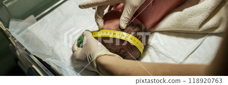 Closeup view of a nurse measuring the width of a newborn head 118920763