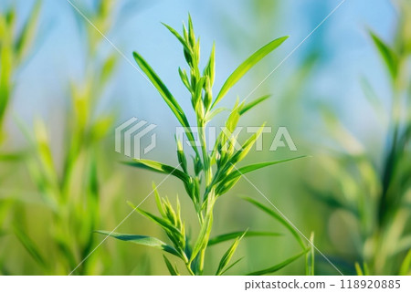 Fresh green plant sprouting against a blue sky under bright sunlight in a vibrant field 118920885