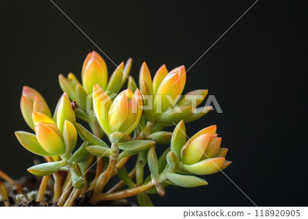 Vibrant succulent plants thriving in a minimalist indoor setting with soft lighting 118920905