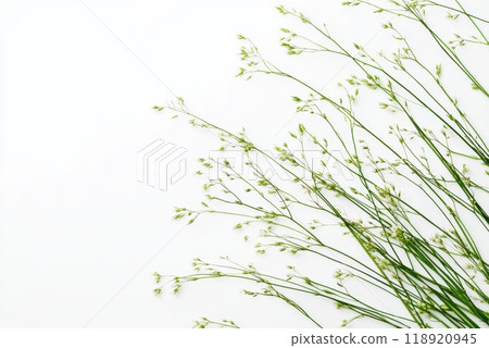 Delicate green flowering stems gently arranged on a minimalist white background in a soft natural light setting 118920945