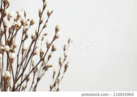 Delicate branches of spring buds against a soft neutral background illustrating seasonal change and natures beauty 118920968