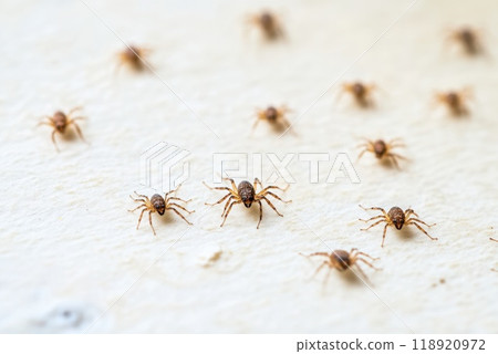A close up view of numerous small spiders crawling on a white surface in an indoor setting during daylight A close up view of numerous small spiders crawling on a white surface in an indoor setting during daylight 118920972