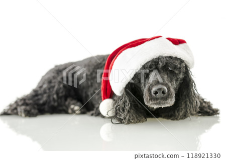 Black pudle with santa hat Black pudle with santa hat 118921330
