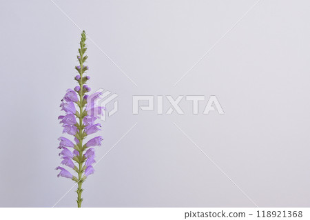Physostegia virginiana Physostegia virginiana 118921368