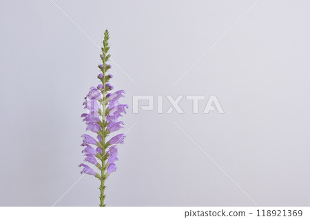 Hana Hana tail Hana Hana tail 118921369