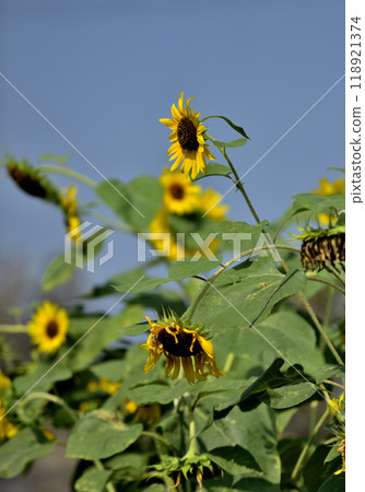 Midsummer Sunflower Midsummer Sunflower 118921374