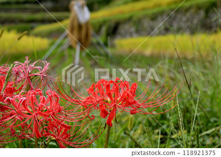 A cluster amaryllis that blooms in rice terraces A cluster amaryllis that blooms in rice terraces 118921375