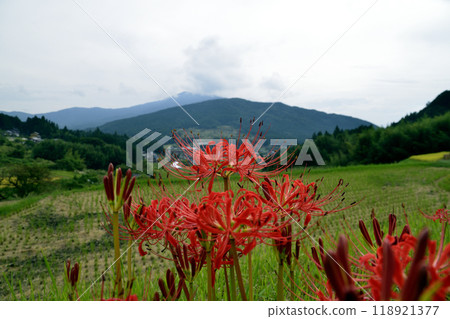 秋天山里盛開的紅蜘蛛百合 118921377
