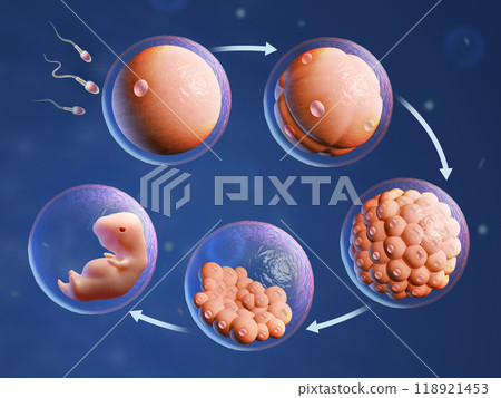 Human fertilization and embryonic development 118921453
