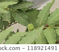 Swallowtail larvae 118921491