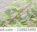 Swallowtail larvae 118921492