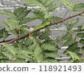 Swallowtail larvae 118921493