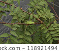 Swallowtail larvae 118921494