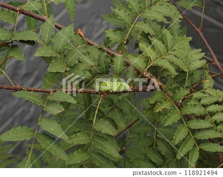 Swallowtail larvae Swallowtail larvae 118921494