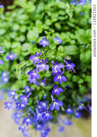 Lobelia erinus 118921922