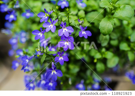 半邊蓮 半邊蓮 118921923