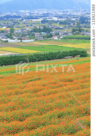National Alps Azumino Park where cosmos blooms National Alps Azumino Park where cosmos blooms 118921989