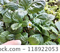 草莓花 118922053
