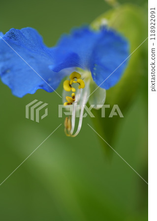 Tsuyuksa藍色花 118922091