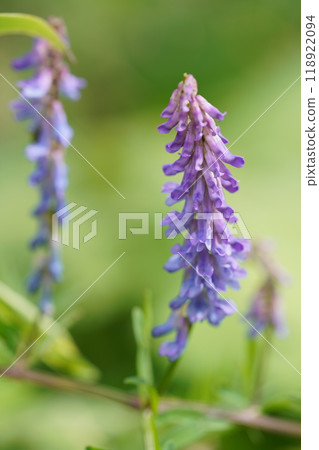 Flower of Kusafuji 118922094