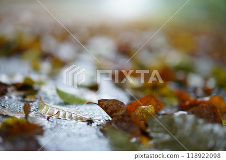 Dead leaves on the road after the rain Dead leaves on the road after the rain 118922098