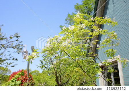 Refreshing green ash flowers Refreshing green ash flowers 118922132