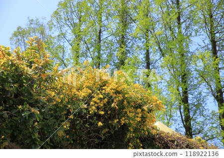 Carolina jasmine flowers Carolina jasmine flowers 118922136