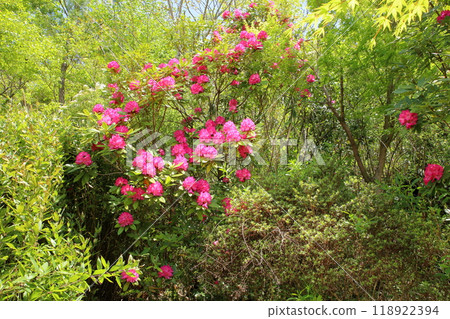 Vivid rhododendron flowers 118922394