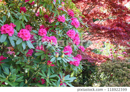 Vivid rhododendron flowers 118922399