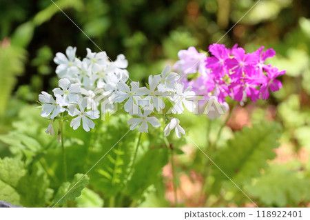 Refreshing primrose flowers 118922401