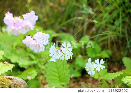 清爽的報春花 118922402