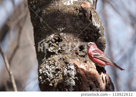 冬季森林中的巨型螳螂 118922612