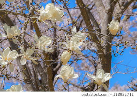 大阪市君町町自然公園 118922711